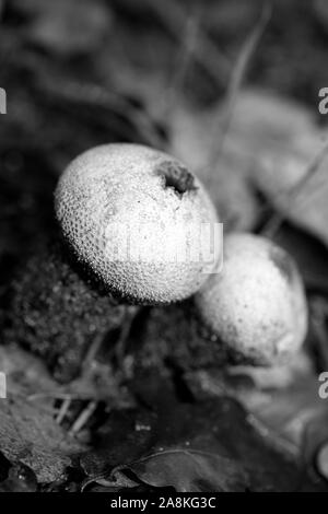 Pilze schwarzen und weißen Hintergrund 50 Megapixel Makro bearbeiten Stockfoto