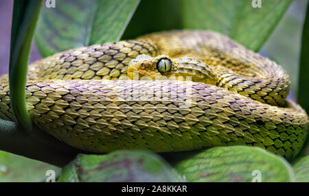 African green leaf Viper (Atheris squamigera) im Busch Stockfoto