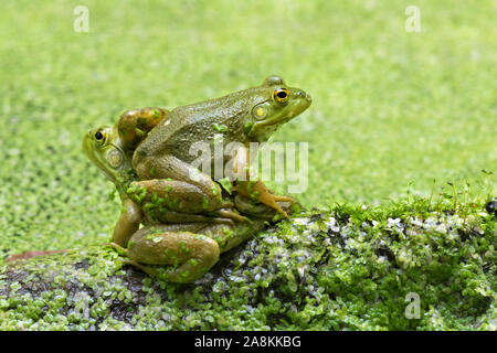 Amerikanische Ochsenfrosch (Lithobates catesbeianus) im Wasser sitzen, Iowa, USA Stockfoto