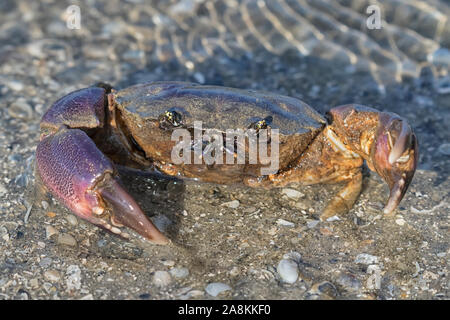 Golf Stone Crab (crescentia Adina) Close up, Galveston, Texas, USA Stockfoto