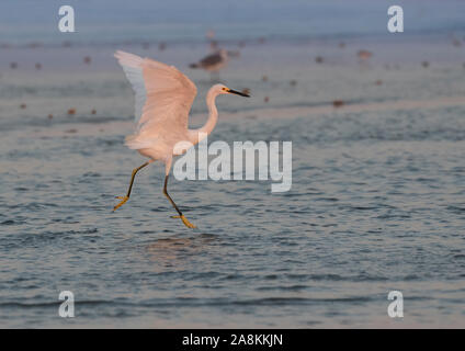 Die snowy egret (Egretta thula) tanzen im Abendlicht auf dem Strand von Galveston, Texas, USA Stockfoto