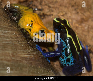 Schwarzbeinige Dart Frosch (Phyllobates bicolor) und Dendrobates tinctorius, färben Giftpfeilfrosch, in Moody Gardens Regenwald Pyramide Stockfoto