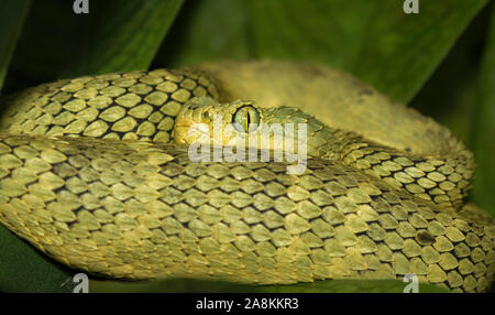 African Green Bush Viper (Atheris squamigera) versteckt sich im Laub Stockfoto