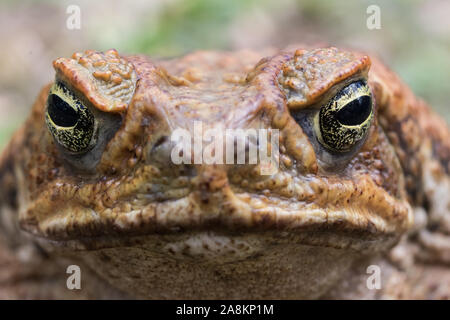 Zuckerrohr oder Marine Kröte aus Australien Stockfoto