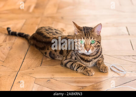 Bengalische Katze, die mit einem Fadenball auf einem Holzboden spielt Stockfoto