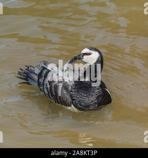 Barnacle-Gans, schöne Gans Stockfoto