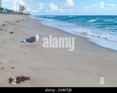 Möwe frisst einem toten Fisch am Strand Stockfoto