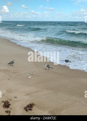 Möwe frisst einem toten Fisch am Strand Stockfoto