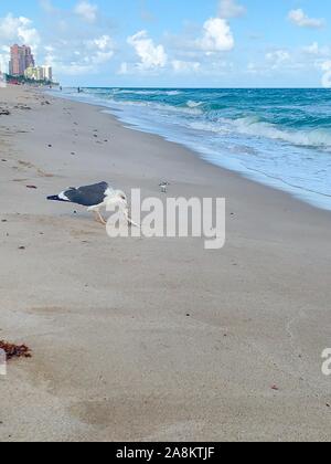 Möwe frisst einem toten Fisch am Strand Stockfoto