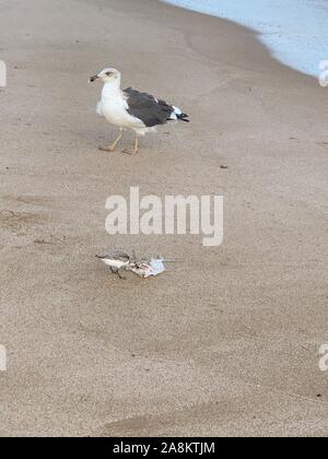 Möwe frisst einem toten Fisch am Strand Stockfoto