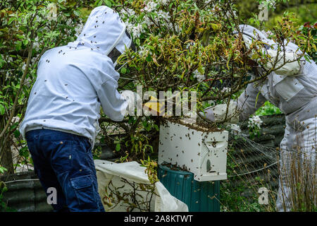 Imker erfassen ein Schwarm Bienen in einem Garten auf einem warmen Frühling Morgen Stockfoto