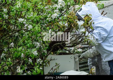 Imker erfassen ein Schwarm Bienen in einem Garten auf einem warmen Frühling Morgen Stockfoto