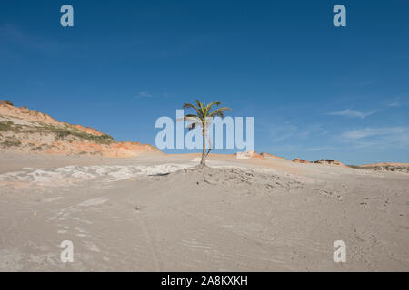 Palm Tree isoliert unter den Dünen und Klippen von Redonda Strand (Praia da REDONDA), in Ceara, Nordosten von Brasilien Stockfoto