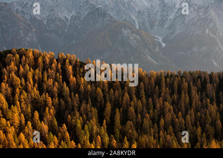 Schöne Herbst Wald bei Sonnenuntergang. Schöne Landschaft mit Bäumen mit Rot und Orange verlässt. Stockfoto