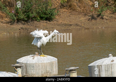 White wütend auf der Suche Seidenreiher Egretta garzetta Vogel mit gelben Füßen thront auf einem Tank in Tel Aviv Israel City Park Teich Stockfoto