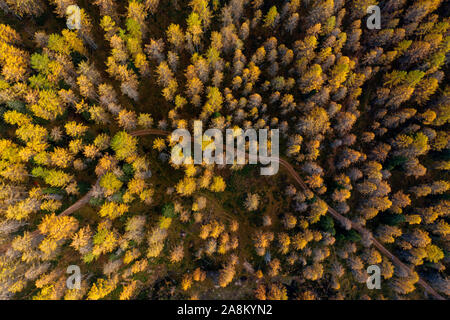 Luftbild des schönen Herbst Wald bei Sonnenuntergang. Schöne Landschaft mit Bäumen mit Rot und Orange verlässt. Ansicht von oben von Flying drone. Natur Stockfoto