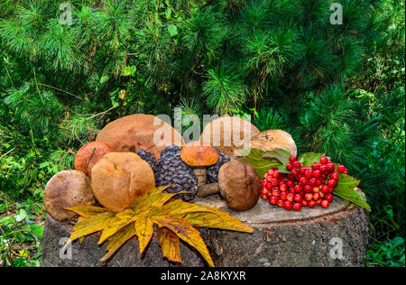 Reiche Ernte Herbst Wald: essbare Pilze, zeder Kegel, roten Beeren der Viburnum, bunte Laub. Herbst noch Leben auf einer Zeder stumpf Stockfoto