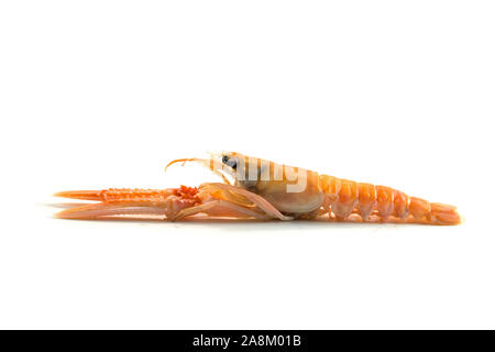 Scampi auch genannt Scampi oder Kaisergranat ist von der Seite gesehen, teure Meeresfrüchte auf weißem Hintergrund Stockfoto