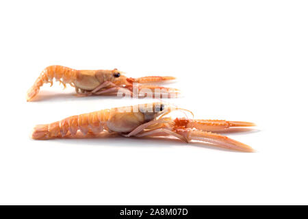 Zwei frische Scampi auch genannt Scampi oder Kaisergranat, teure Meeresfrüchte auf einem weißen Hintergrund, kopieren Raum isoliert, ausgewählte konzentrieren Stockfoto