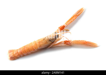 Scampi auch genannt Scampi oder Kaisergranat, teure Meeresfrüchte auf einem weißen Hintergrund, kopieren Raum isoliert, ausgewählte konzentrieren, enge Tiefenschärfe Stockfoto