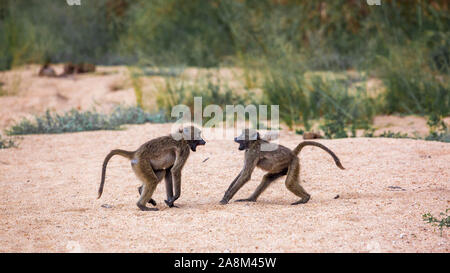 Zwei Chacma Paviane in Sand kämpfen im Krüger Nationalpark, Südafrika; Gattung Papio ursinus Familie von Fußball oder Handball Stockfoto