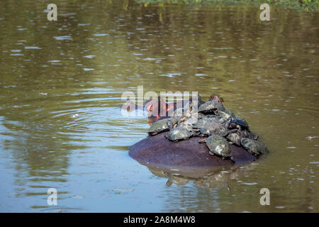 Hippopotamus der Schildkröte auf dem Rücken im Krüger Nationalpark, Südafrika; Specie Hippopotamus amphibius Familie der Hippopotamidae Stockfoto