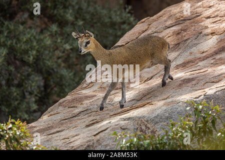 Klippspringer in Krüger Nationalpark, Südafrika; Specie Oreotragus oreotragus Familie der Hornträger Stockfoto