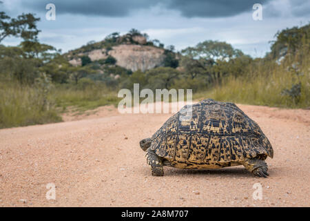 Leopard tortoise Kreuzung Schotterstraße Safari im Krüger Nationalpark, Südafrika; Specie Stigmochelys pardalis Familie Testudinidae Stockfoto