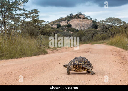 Leopard tortoise Kreuzung Schotterstraße Safari im Krüger Nationalpark, Südafrika; Specie Stigmochelys pardalis Familie Testudinidae Stockfoto