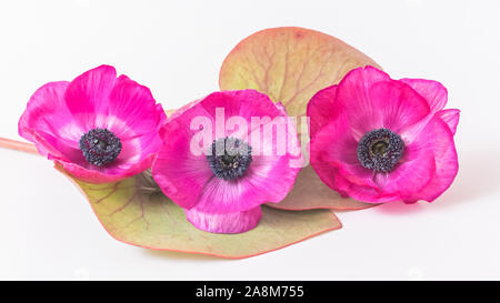 Rosa Blumen, Mohnblumen isoliert auf weißem Hintergrund Stockfoto