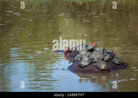 Hippopotamus der Schildkröte auf dem Rücken im Krüger Nationalpark, Südafrika; Specie Hippopotamus amphibius Familie der Hippopotamidae Stockfoto