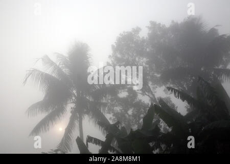 Misty Morning in der Bengalischen Landschaft in Sundarbans Dschungel, West Bengal, Indien. Stockfoto