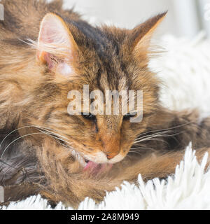 Norwegische Waldkatze, langhaarige Katze mit grünen Augen, die im Winter auf einer weichen weißen Decke liegt Stockfoto