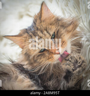 Norwegische Waldkatze, langhaarige Katze mit grünen Augen, die im Winter auf einer weichen weißen Decke liegt Stockfoto