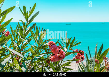 Oleander Blumen auf dem Hintergrund des Meeres. Kopieren Sie Raum, Hintergrund. Stockfoto