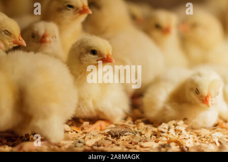 Bresse Gauloise Huhn Küken, 1 Tag bis 2 Wochen, Bresse Küken, in Janja, Bosnien Stockfoto