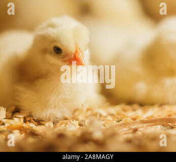 Bresse Gauloise Huhn Küken, 1 Tag bis 2 Wochen, Bresse Küken, in Janja, Bosnien Stockfoto