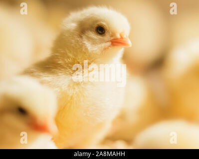 Bresse Gauloise Huhn Küken, 1 Tag bis 2 Wochen, Bresse Küken, in Janja, Bosnien Stockfoto