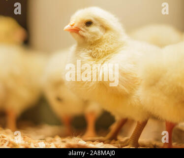 Bresse Gauloise Huhn Küken, 1 Tag bis 2 Wochen, Bresse Küken, in Janja, Bosnien Stockfoto