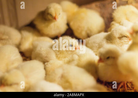 Bresse Gauloise Huhn Küken, 1 Tag bis 2 Wochen, Bresse Küken, in Janja, Bosnien Stockfoto