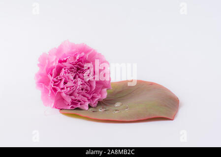 Rosa Blumen, Mohnblumen isoliert auf weißem Hintergrund Stockfoto