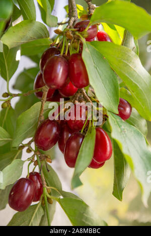 Zweig der Hartriegel Baum mit vielen reife rote Houndberries Stockfoto