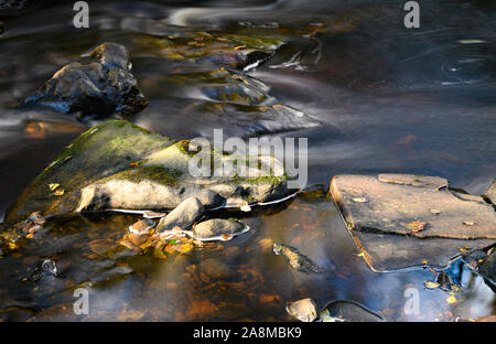 Der Fluss und die Wasserfälle bei Glenbarrow im Slieve Bloom Mountains Co.Laiose, Irland Stockfoto