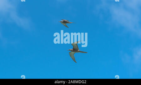 Brown Booby, Sula leucogaster, juvenile, exotische Vogelflieger, französisch-polynesien Stockfoto