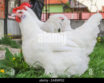 Bresse Gauloise Huhn, Huhn, in Janja Bosnien Stockfoto