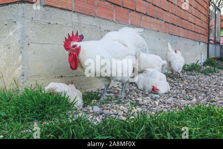 Bresse Gauloise Huhn, Huhn, in Janja Bosnien Stockfoto