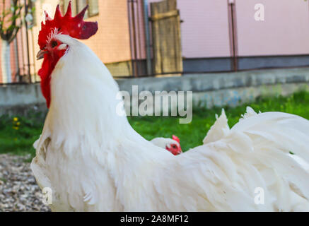 Bresse Gauloise Huhn, Huhn, in Janja Bosnien Stockfoto