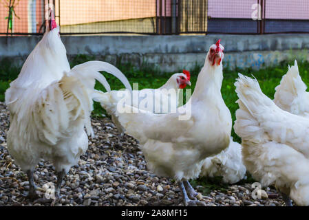 Bresse Gauloise Huhn, Huhn, in Janja Bosnien Stockfoto