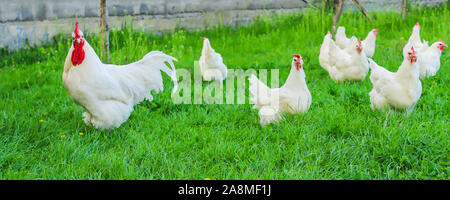 Bresse Gauloise Huhn, Huhn, in Janja Bosnien Stockfoto