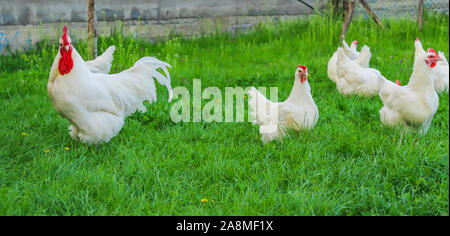 Bresse Gauloise Huhn, Huhn, in Janja Bosnien Stockfoto